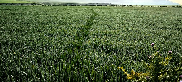 Rastro extraño en el campo de trigo麥田裏奇怪的痕跡Strange trace in the wheat field