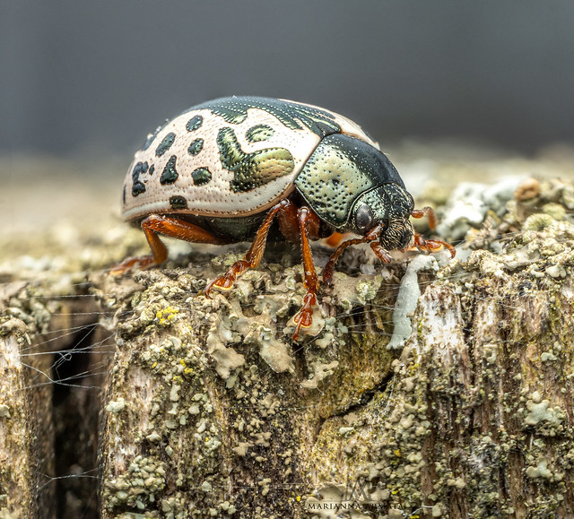 dogwood beetle