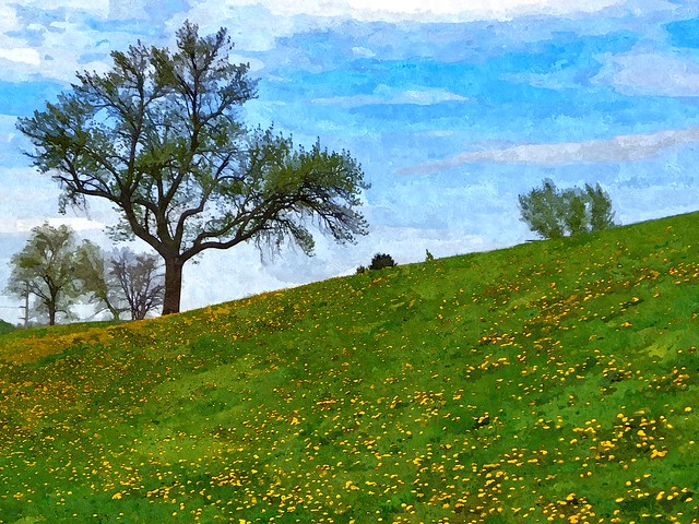 Dandelions on the hillside