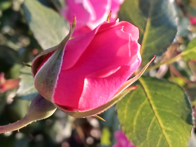 Pink Rose Bud.