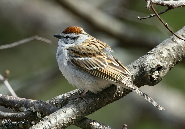 Bruant familier / Chipping Sparrow / (Spizella passerina)