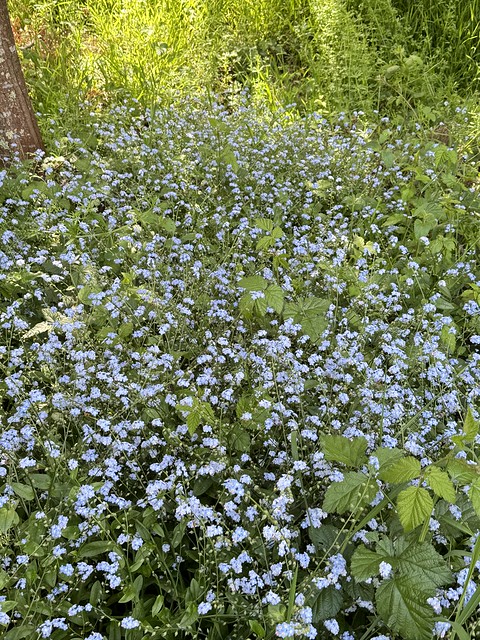 Woodland Forget-Me-Not, according to the iPhone ID 😊