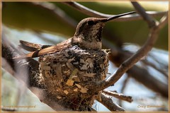 Anna's Hummingbird in nest