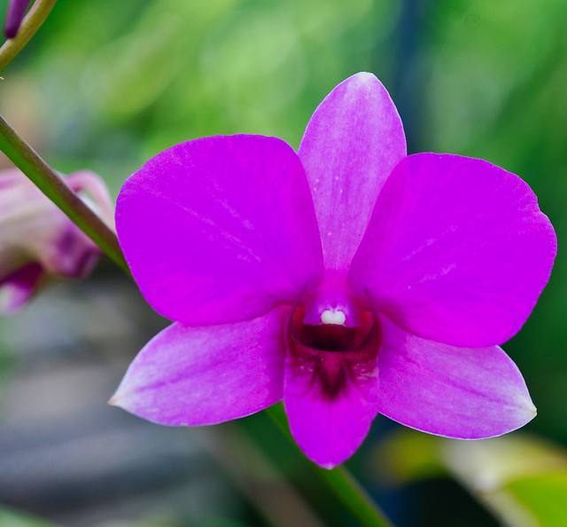Dendrobium orchid flower.
