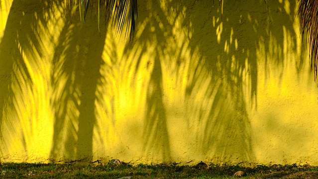 Palm shadow