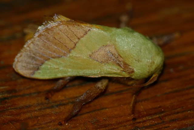 Plum-slug (Latoia latistriga)