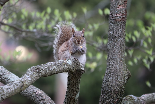 Eastern Grey Squirrels at Grove Street Cemetery -  April 24th-26th, 2024 (New Haven, Connecticut)