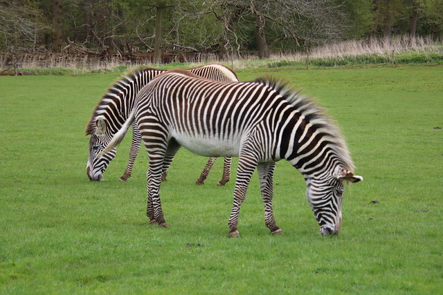 Zebra, Woburn Safari Park 20240419