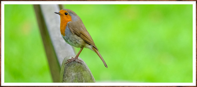 On The Bench..Little Robin.