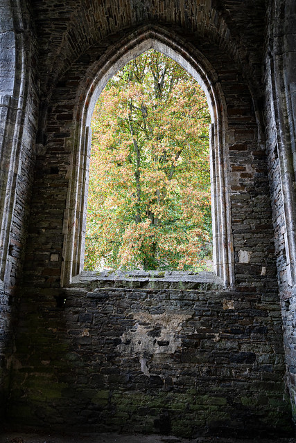 window and tree