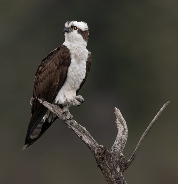 The Few, The Proud, The Osprey