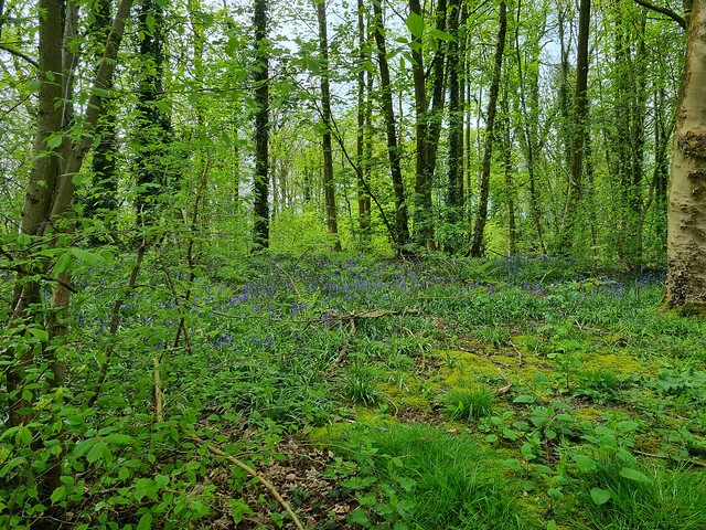 Bluebells in the wood, Lilleshall