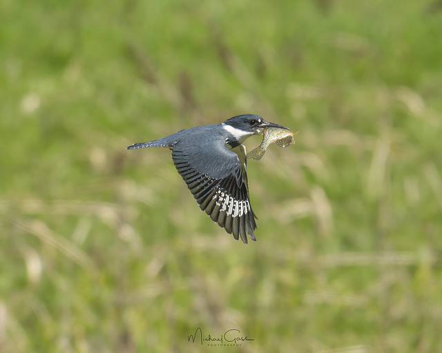 Kingfisher With Fish Flyby
