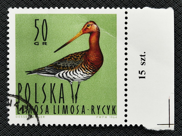 Poland Black-tailed Godwit (Limosa limosa) 1964