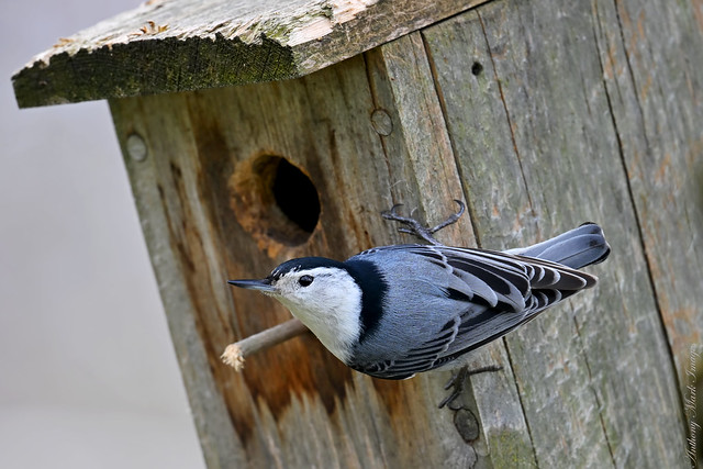 White Breasted Nuthatch on a Rustic Birdhouse