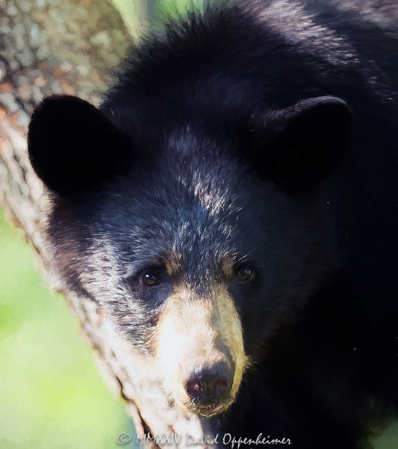 Bear Portrait Close-up
