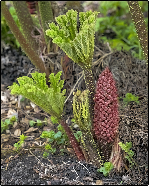 Gunnera - Giant Rhubarb