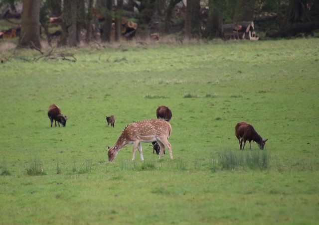 Deer grazing amongst the Sheep, Woburn Safari Park 20240419