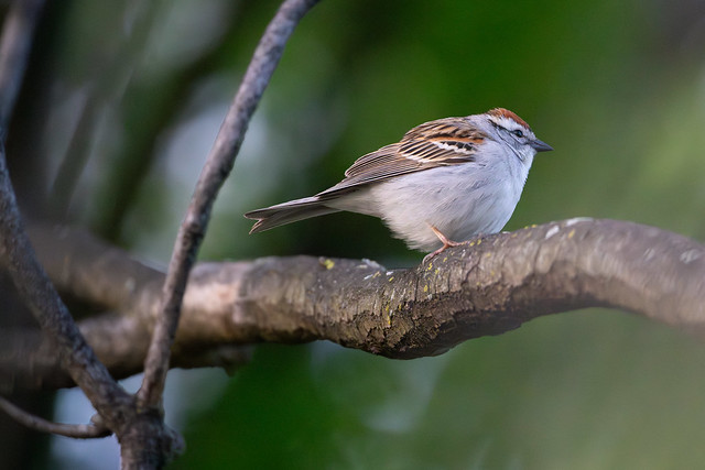 Chipping Sparrow @ ISO 12800