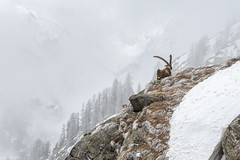 Alpine ibex  (由  Luigi Remonti