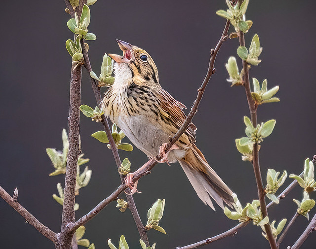 Henslow's Sparrow Among the New Spring Leaves