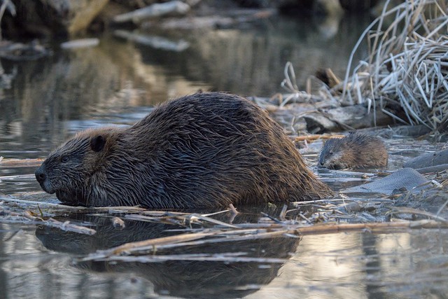 Beaver and Muskrat. Not a good picture, next to no light, but one I’ve been trying to get for years to show the difference in size. Have a great day 😊!