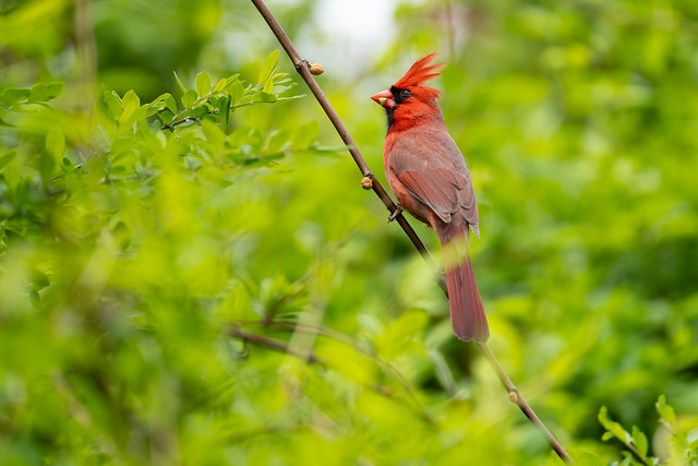 Male Cardinal in Springtime