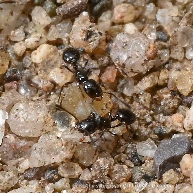 Tiny ants (Monomorium)