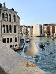 At the Ponte di Rialto, Venezia, Italy