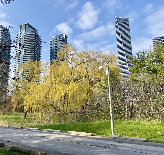 Willow trees in Humber Bay Shore Park