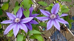 Clematis on a trestle
