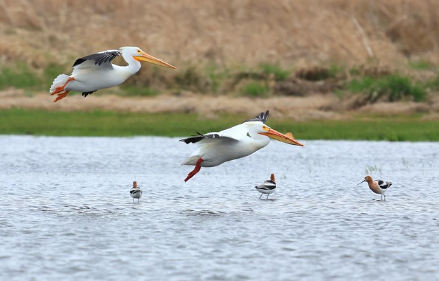 American white pelicans & American avocets at Cardinal Marsh IA 116A8017