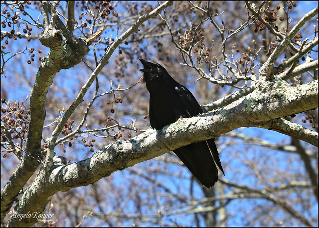 Crowing Crow...