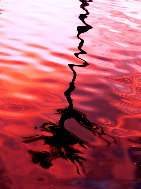 red ripple tree ,  a wavy crazy photo