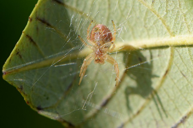 Six-spotted Orb Weaver spider on California Coffeeberry