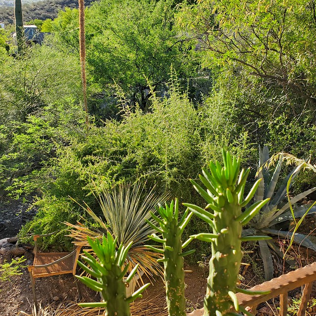20240428 Desert Thorn behind an Eve's Needle Cactus and green plants seen from the front porch