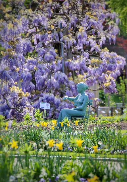 The leading lady of the botanical garden in Leuven surrounded by the Purple Rain (Wisteria)