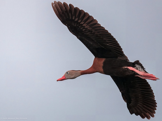 Black-Bellied Whistling Duck 2.0