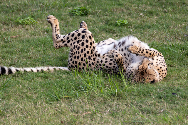 Cheetah rolling in the grass