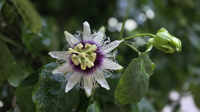 Flor de Maracujá