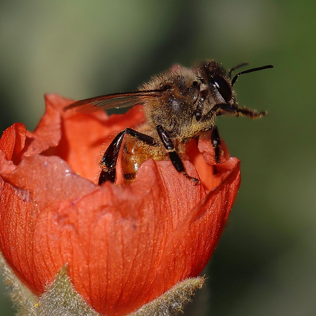 Honey Bee in Globe Mallow