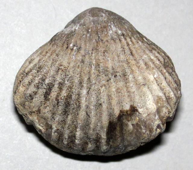 Somalirhynchia africana (fossil brachiopod) (Late Jurassic; Afar, Ethiopia) 12
