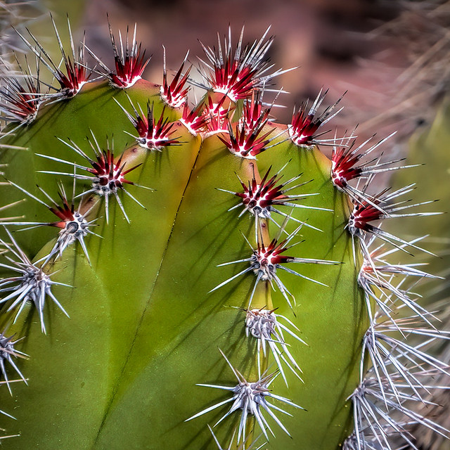 Cactus No. 3  (80146)