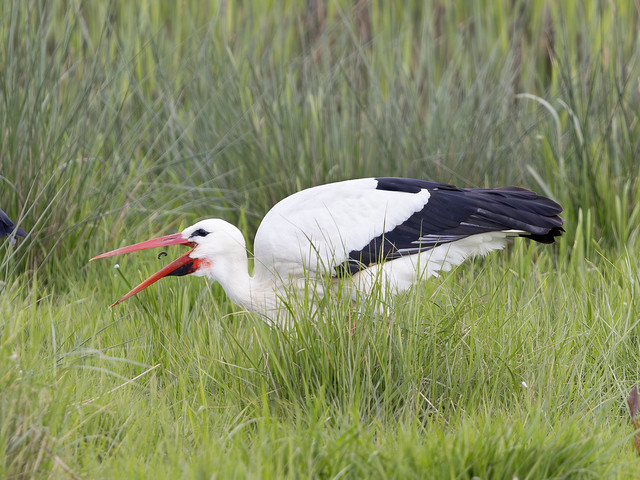Stork eats a worm