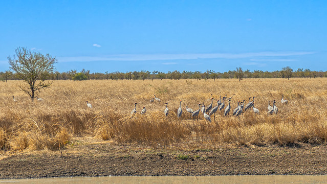 A closer look at the flock of brolgas at a billabong on the road to Karumba.