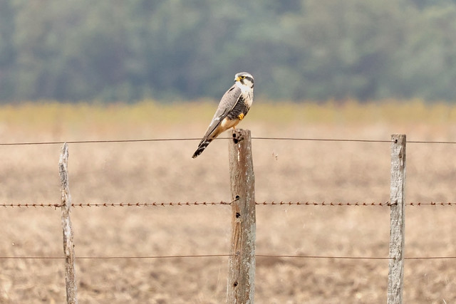 Halcón Plomizo / Falco femoralis