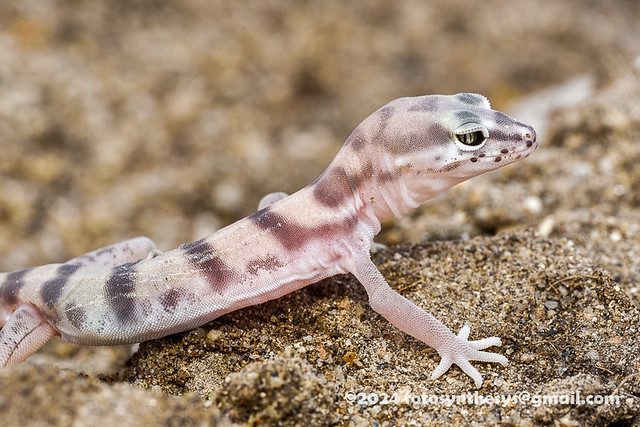 Desert Banded Gecko (Coleonyx variegatus variegatus) DSC_6692