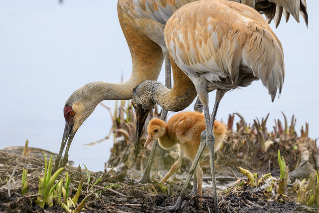 Sandhill crane family