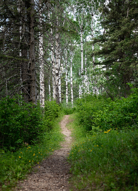 Path in the Birches