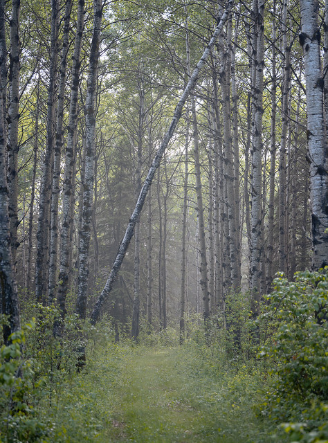 Birches in Fog